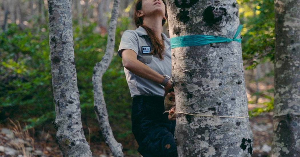 Diane Sorel: Der Wald von Massane in den Pyrenäen